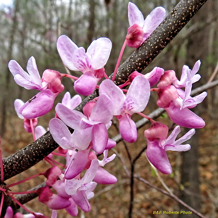 Redbuds